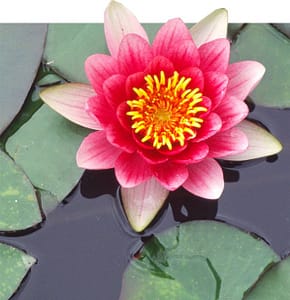 card-homepage-1 Tap into energy Meditation Online