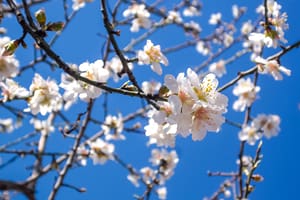 almond-blossom almond-blossom Meditation Online