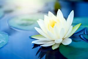 white-flower Meditation practice Meditation Online