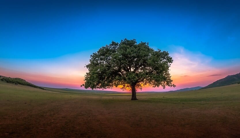 Sunset tree of life